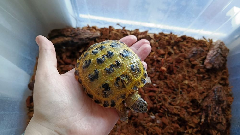 Продам черепаху сухопутную.