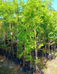 Vand artari japonezi portocalii la ghiveci și glicina altoita la ghive