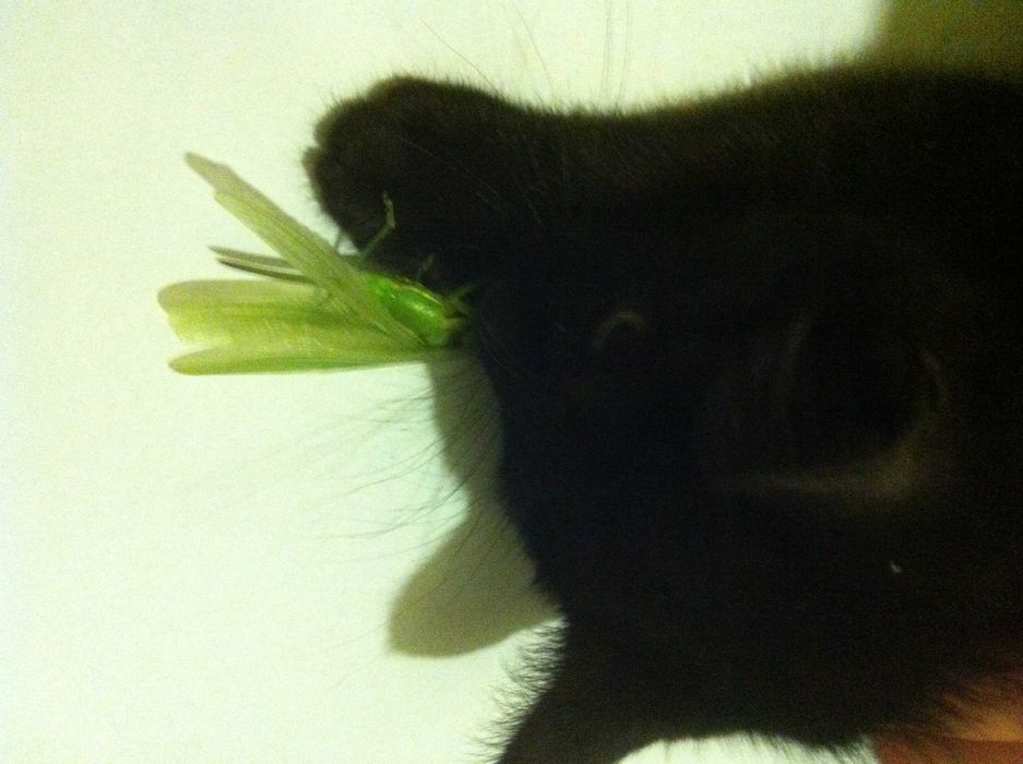 Кошки, крысоловки.