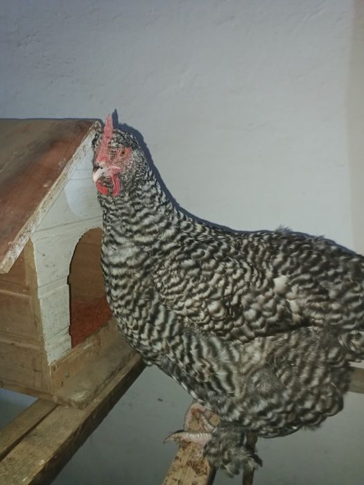 Продам кур возраст 1 год