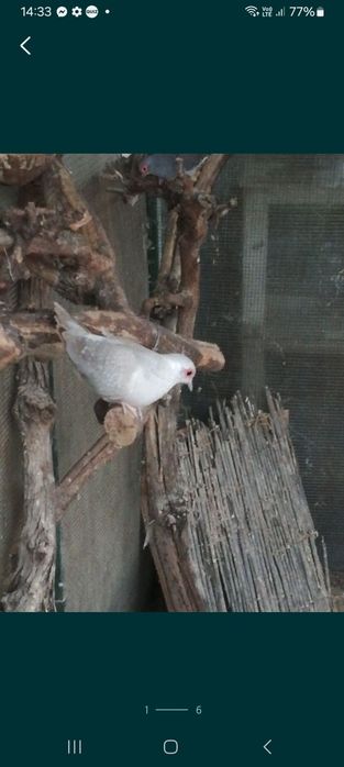 Turturele diamant 20de bucati