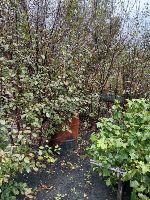 Продам дачу, с/о Эврика