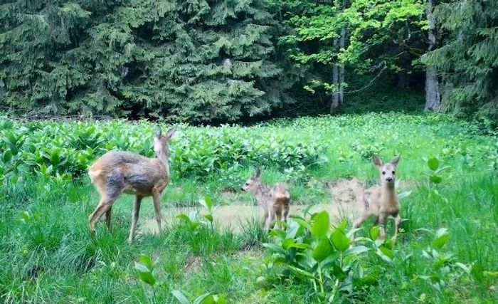 Cameră vânătoare EVOLVEO StrongVision GSM