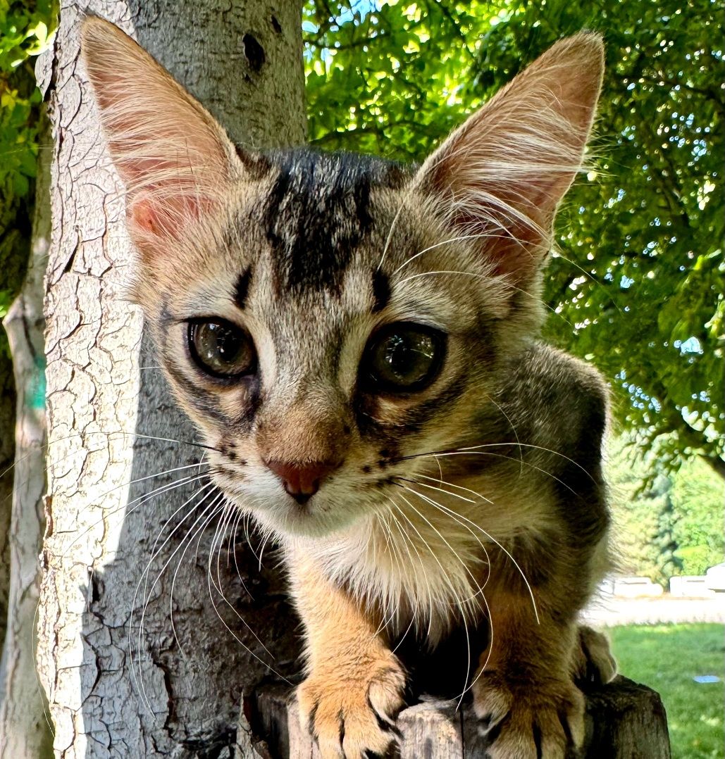 Кошка камышового окраса