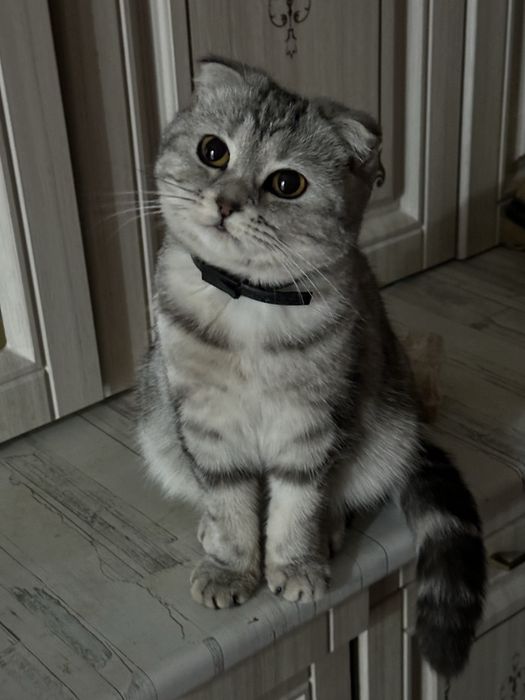 Кошка шотландский вислоухий