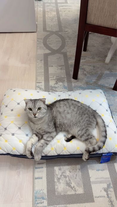 Мысық тегін беремін