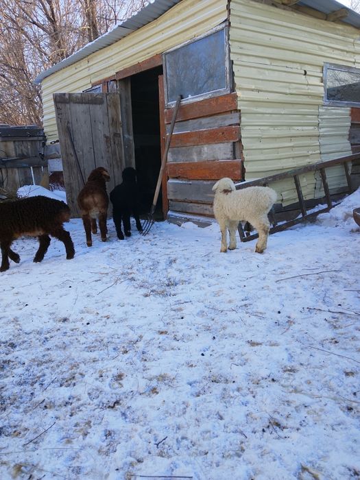 Продам баран с ягнятами