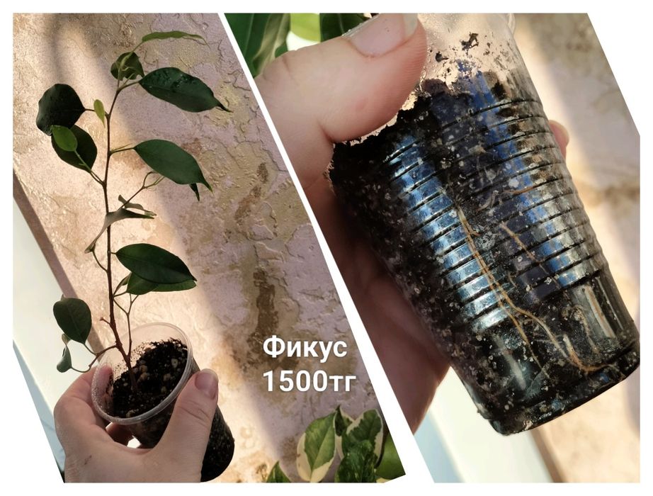 Цветы.                .