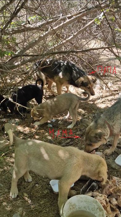 Отдам щеночков в добрые руки бесплатно