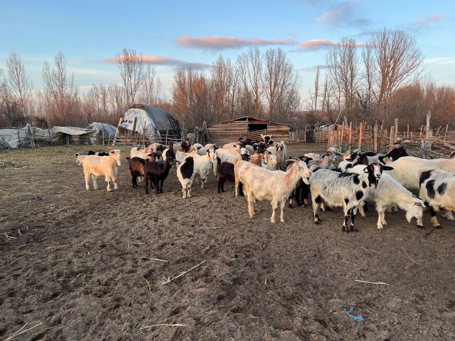 Vând oi, oi cu miei, capre cu iezi