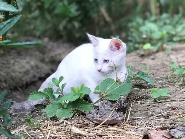 Котёнок 2.5 месяца