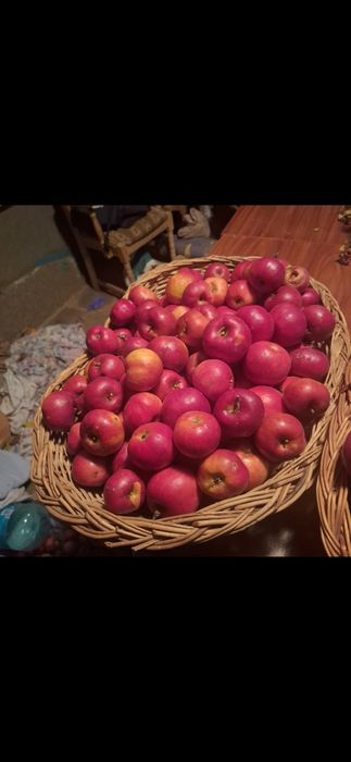Pomi fructiferi:Cires.Prun.Alun.Nuc.Arbori:Tei.Mesteacan.Stejar.Castan