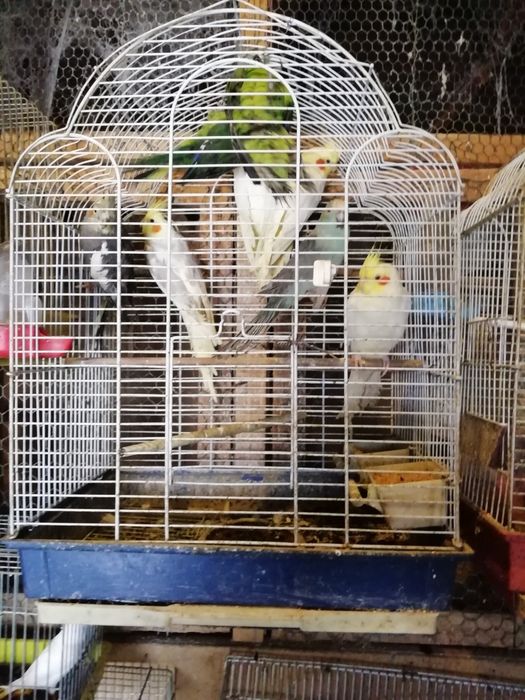 Nimfe și Perusi și alte păsări