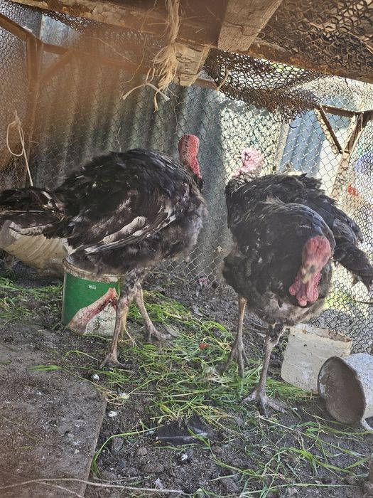 Индюки продаётся  срочна