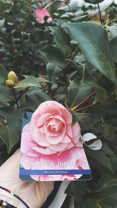 Tuia-occidentalis; smaragd; Magnolie GENIE,/ OFERTĂ de Primăvară!