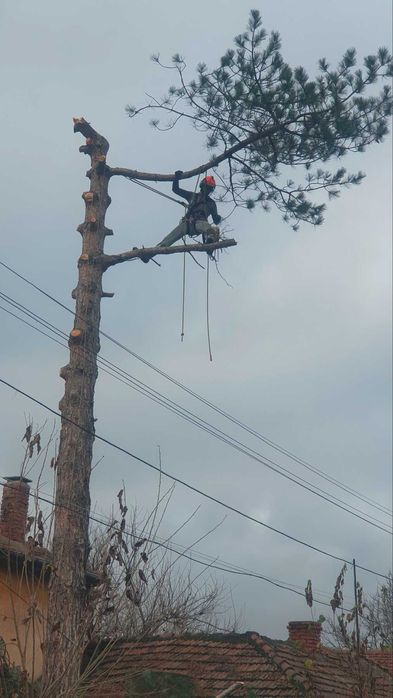 Сечене рязане оформяне на опасни дървета Арборист Вишка Кран - Договор