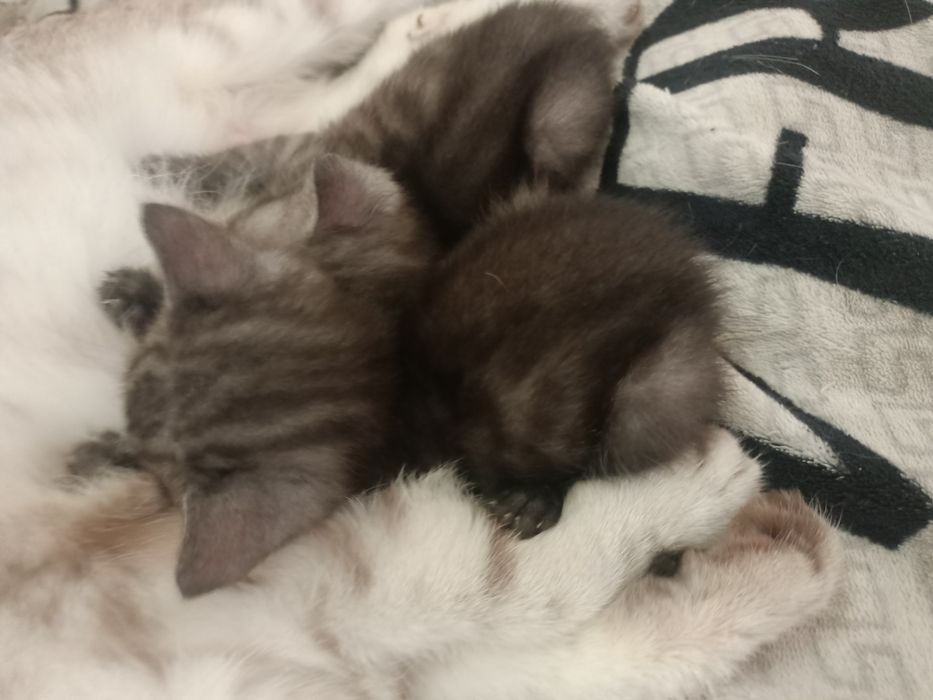 Продам котят мальчик и девочка,помесь с бенгалом