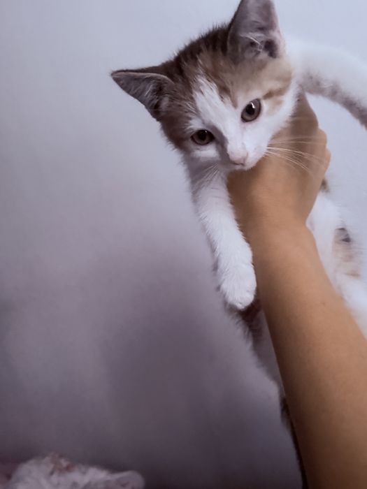 Отдам котенка бесплатно