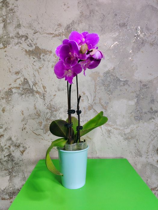 Орхидеи   Азиаты