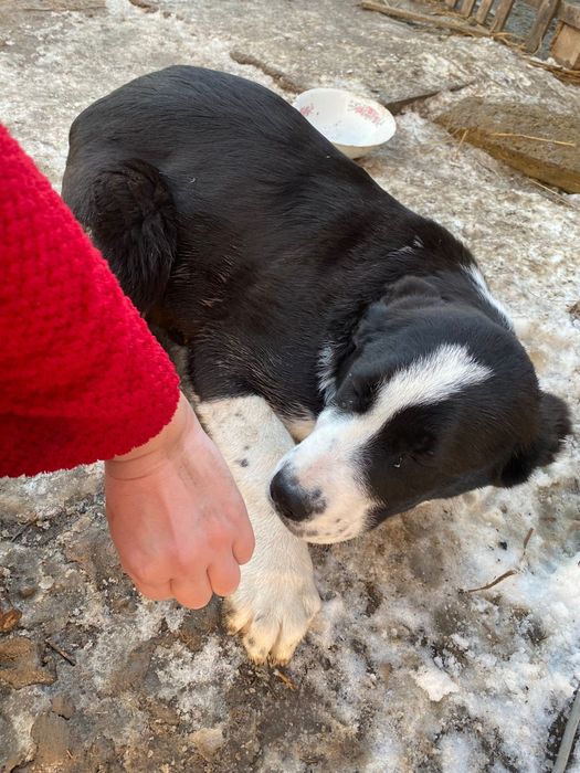 Продается казахский тобет