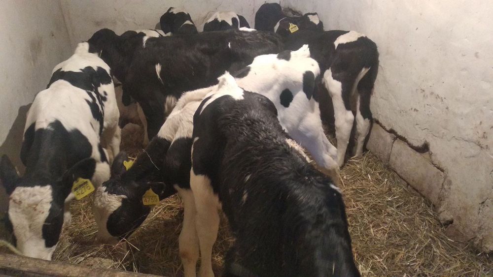 Продам телят разного возраста