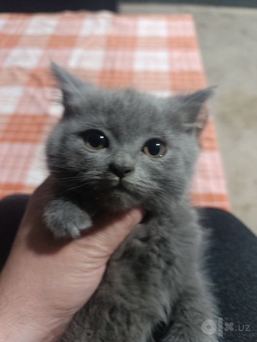 Скоттиш Фолд ва Скоттиш Страйт 3та у́гил Кошки Котята Мушук