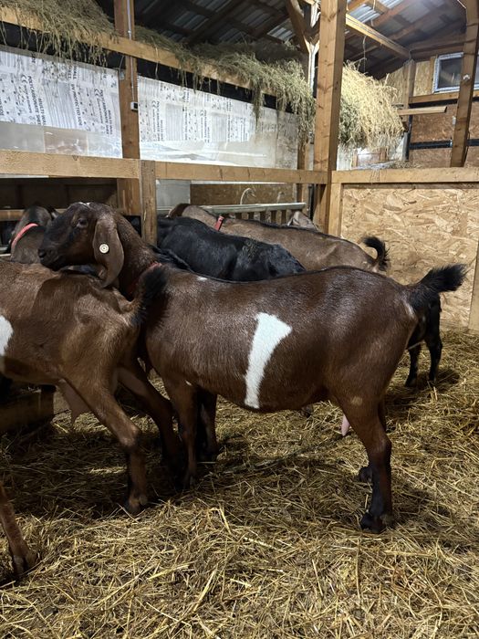 Capre si iedute AngloNubian