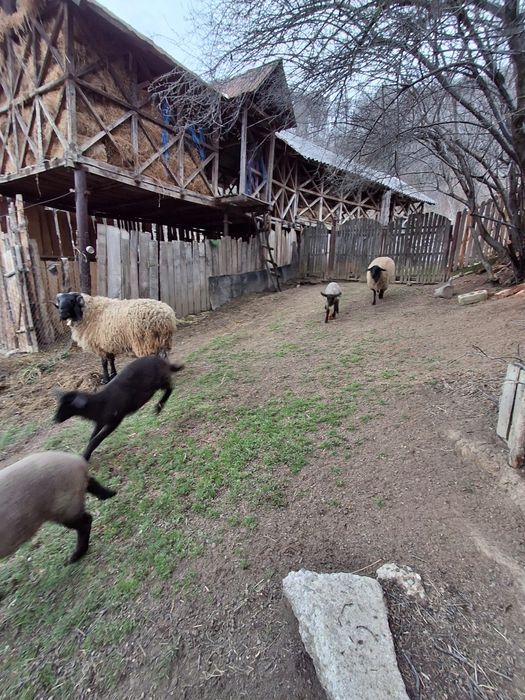 Vând oi carabase cu miei