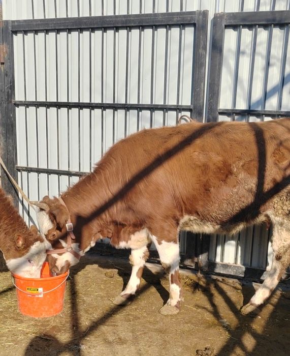 Она бола сментал моллар Сотилади