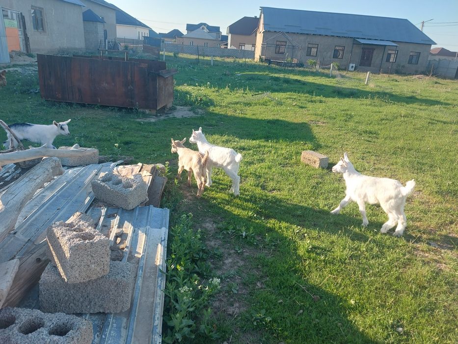 Лақтар продаётся 3