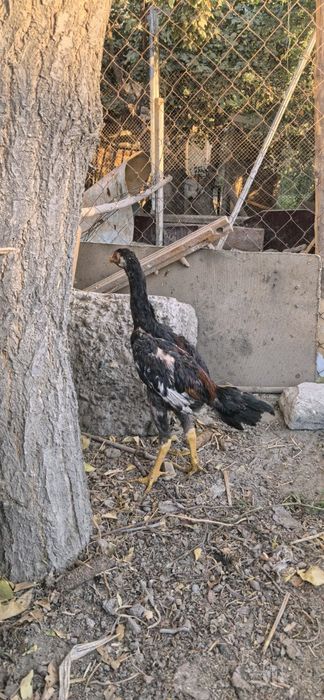 Дакан жужа сотилади