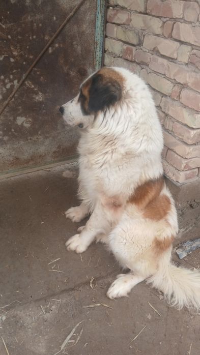 Алабай сатилади парода ит