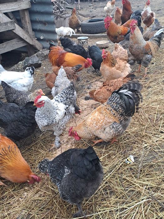 Продавам млади петли