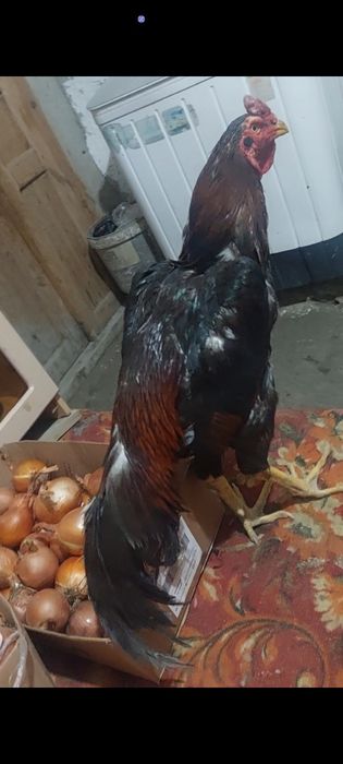 Dakan xuroz sotiladi
