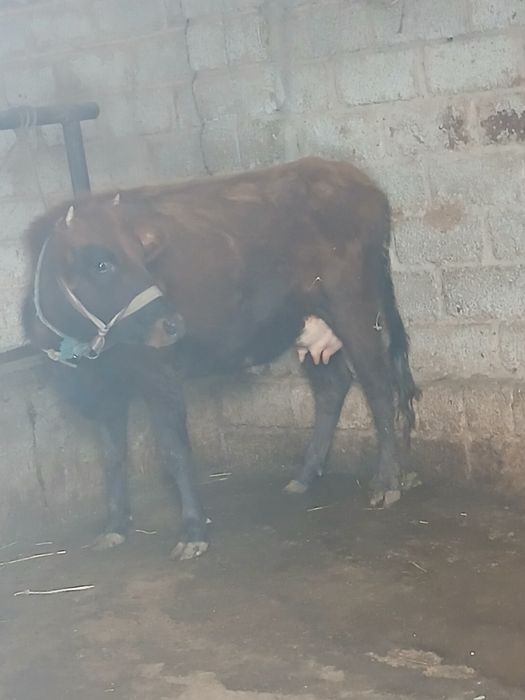 Срочни она бола сигр сотлади ювош