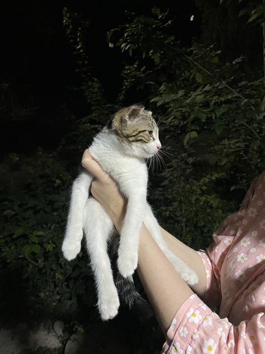 Смешанный веслоухий котенок
