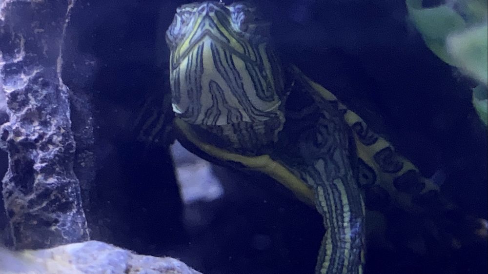 Черепаха красноухая 25 000 тг