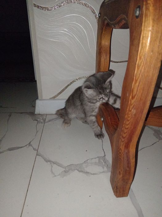 Котята Скоттиш фолд