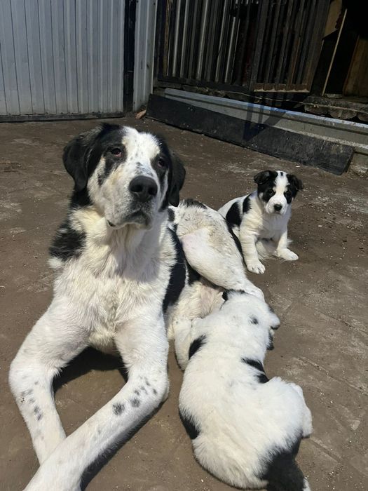 Чистокровный алабай