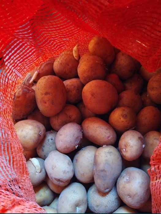 Картофель семенной