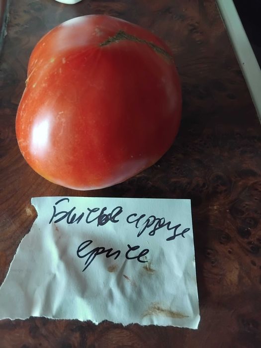 Продавам семена за домати