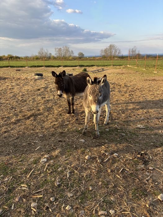 Vand famile de magari