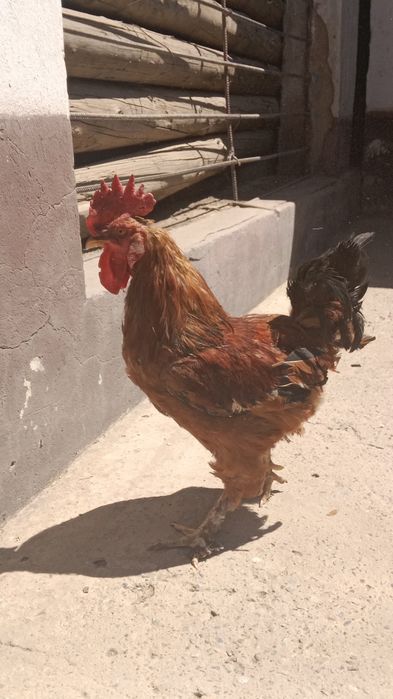 Продам петуха перемешать