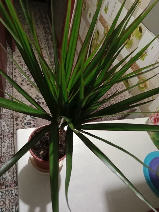 Пальма драцена, хамедорея продам