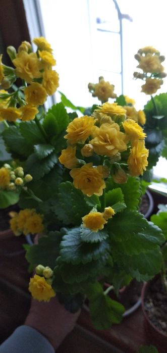 Коланхое цветущий