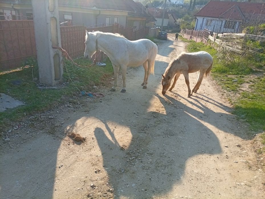 Vând iapă cu mânz