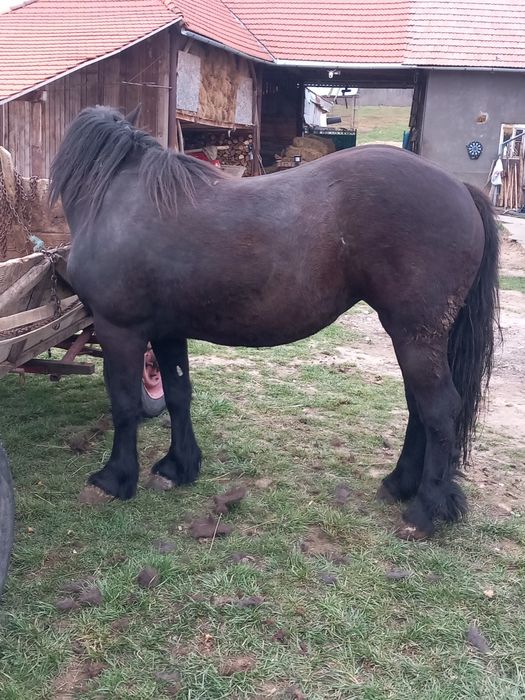 Vând mânza de 2 ani