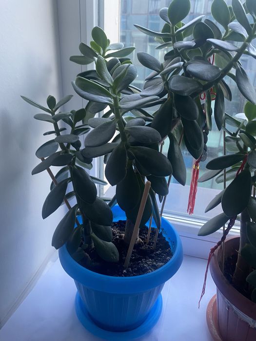 Комнатные цветы