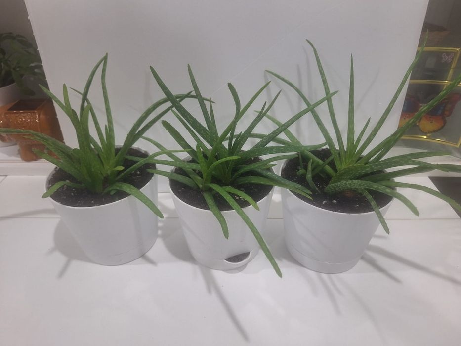 Алое вера комнатные цветы