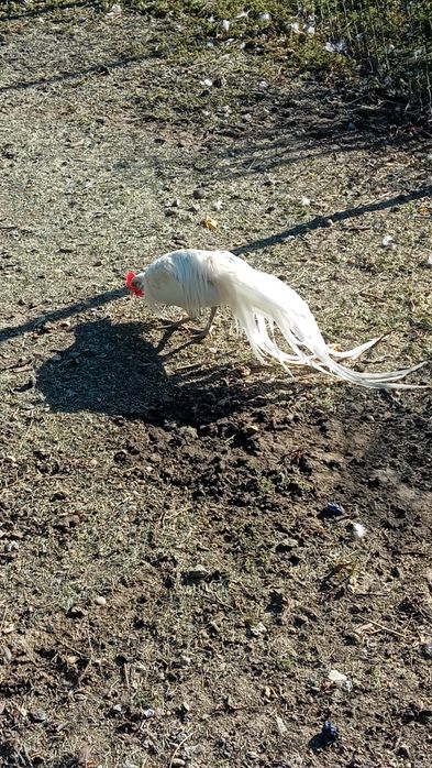 Vind pasari de apă .